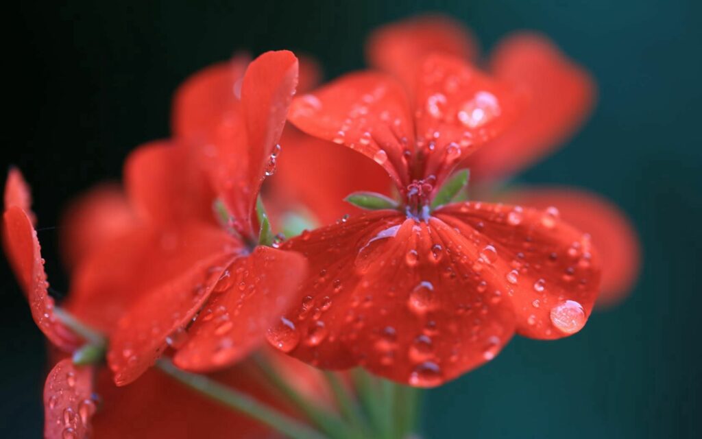 Vibrant Red Geraniums with Water Droplets - Fresh Wallpaper Background