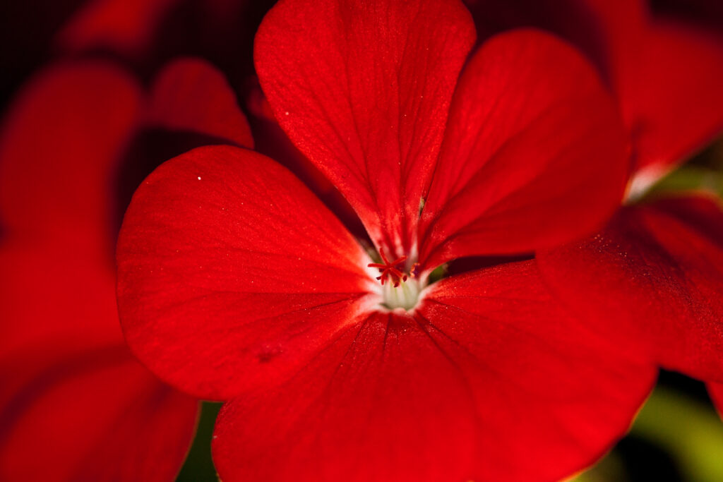 Vibrant Red Geranium Macro: Stunning Petal Details for Wallpaper