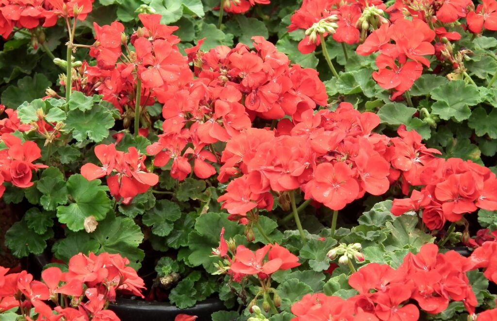 Vibrant Red Geraniums in Bloom - Lush Floral Background Wallpaper
