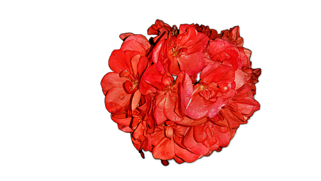 Vibrant Red Geraniums on Black Background - Stunning Floral Wallpaper