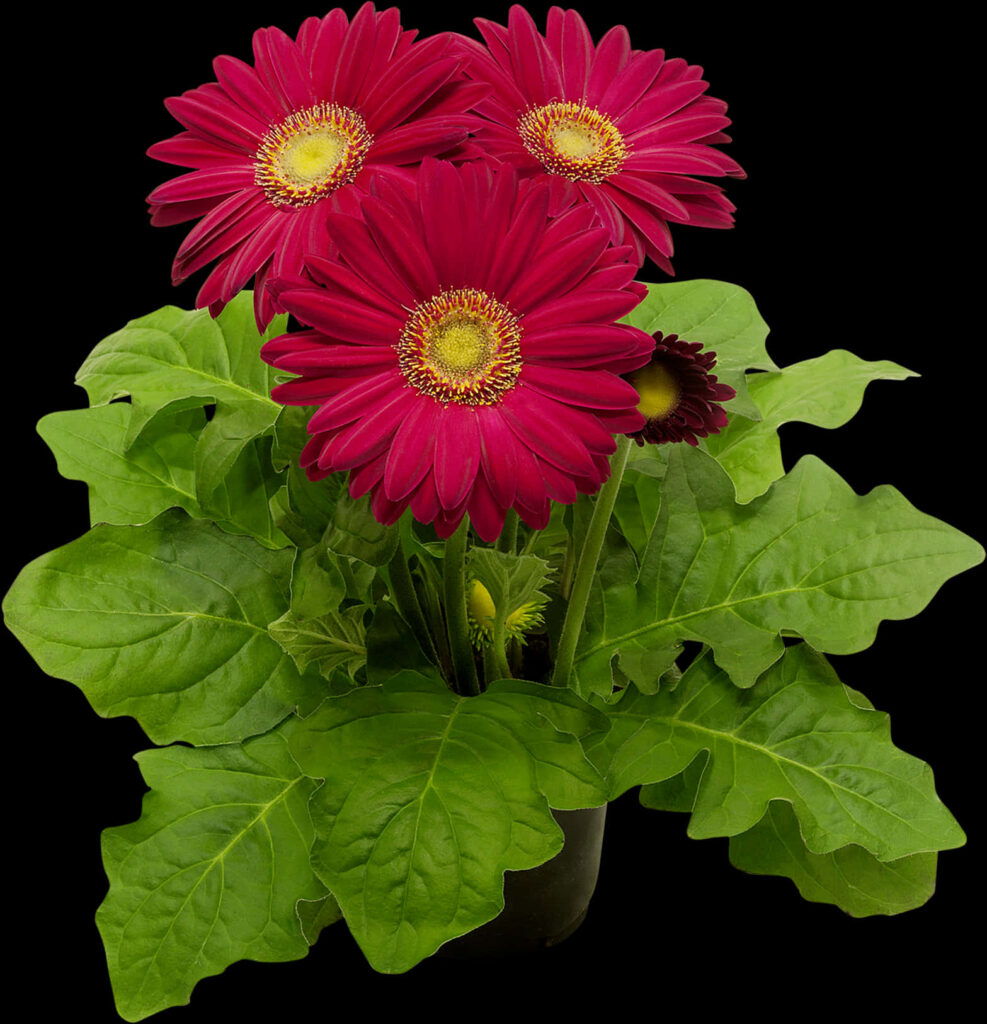 Vibrant Red Gerbera Daisies Wallpaper - Elegant PNG Background