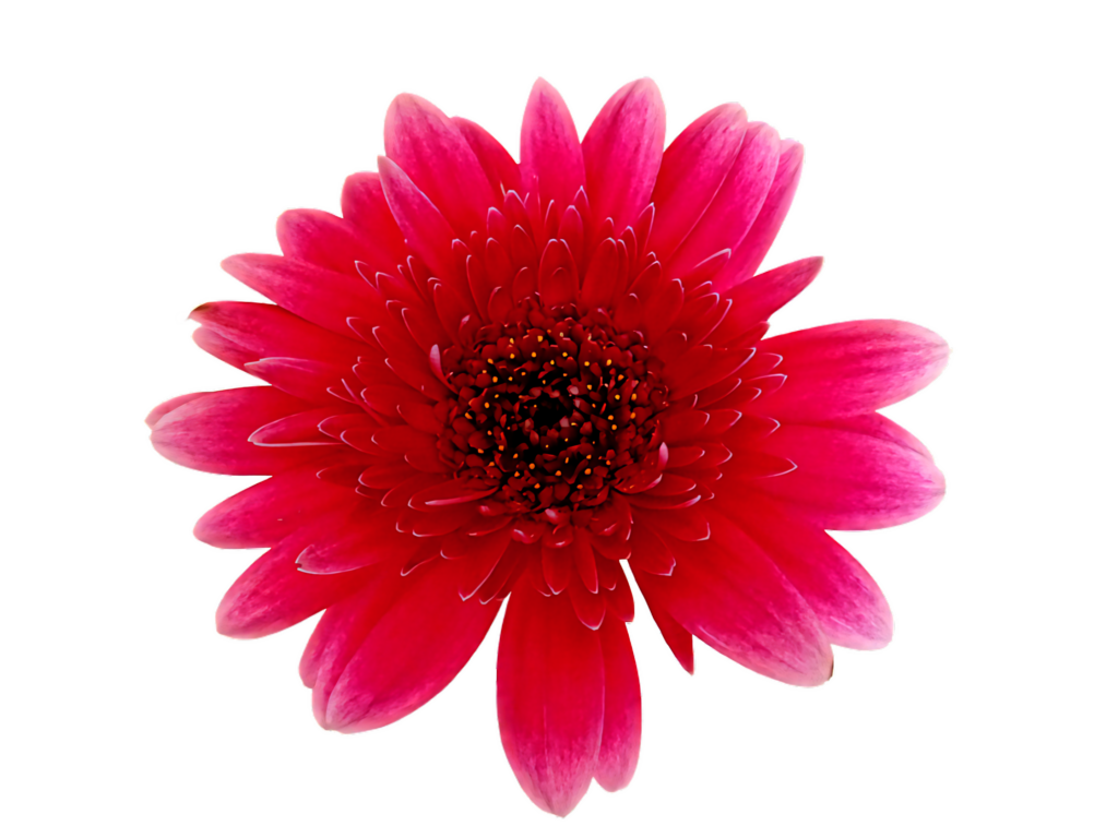 Vibrant Red Gerbera Daisy Wallpaper with Detailed Petals - Eye-Catching Background