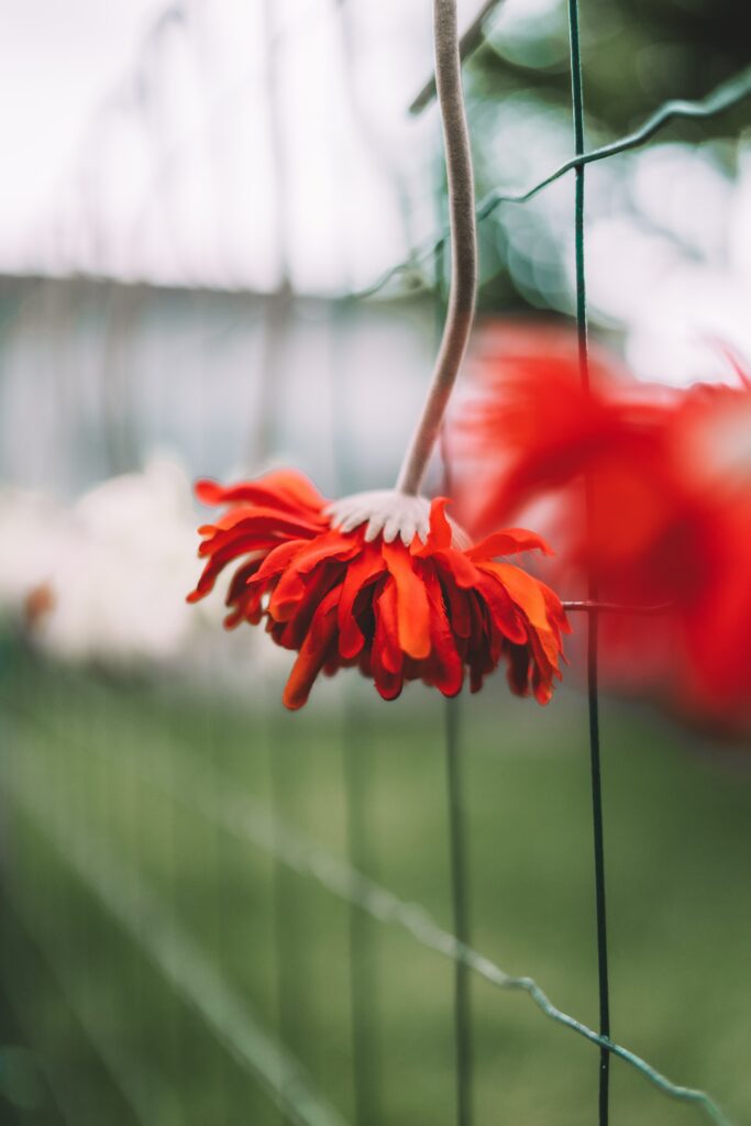 Stunning Close-Up of Red Gerbera Flower with Blurred Background Wallpaper