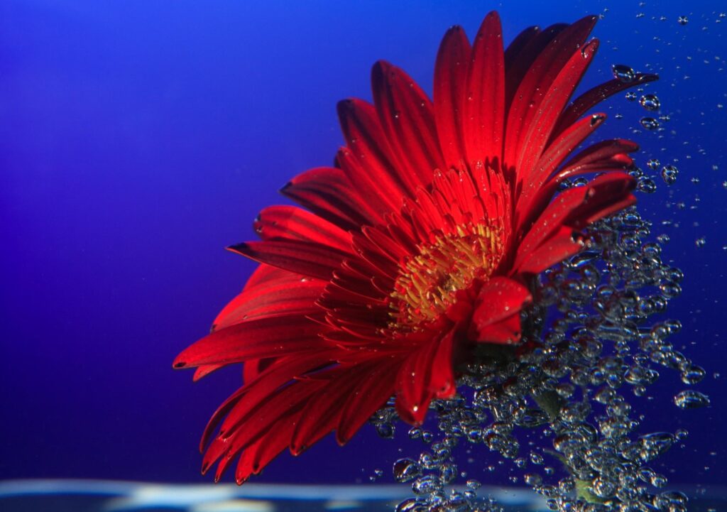 Vibrant Red Gerbera Flower Close-Up with Water Drops on Blue Background Wallpaper