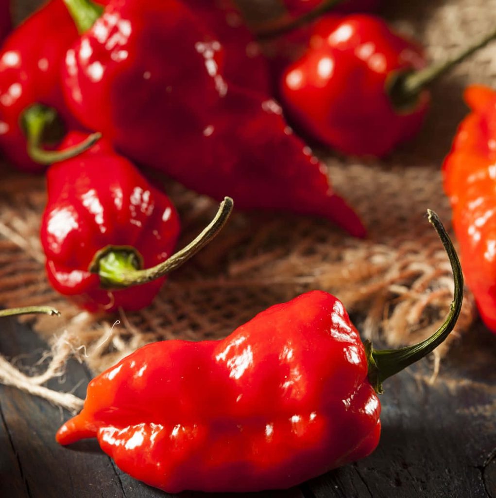 Glossy red ghost peppers on rustic burlap and dark wood with warm focused lighting wallpaper