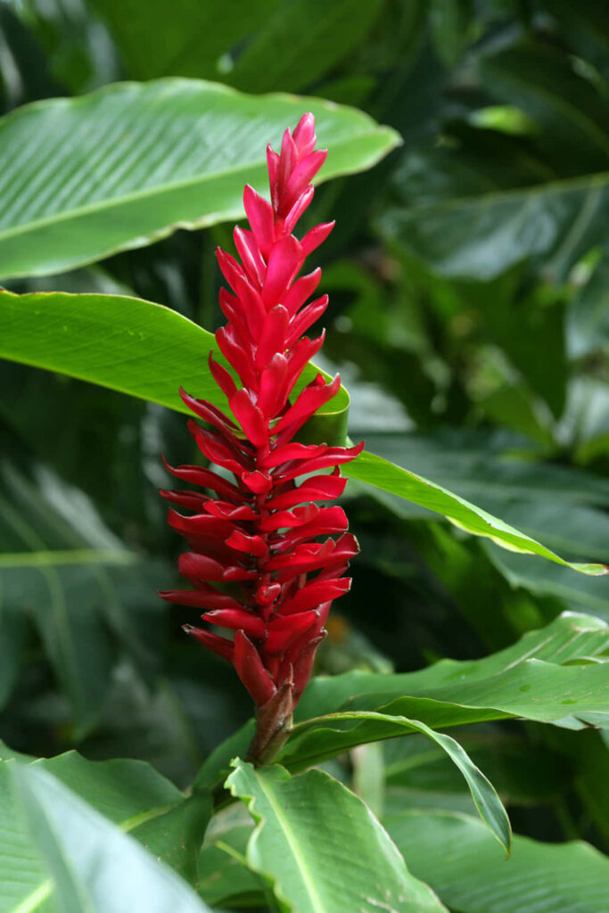 Vibrant Red Ginger Flower Against Lush Tropical Foliage Wallpaper