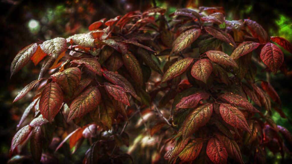Vibrant Red & Green Leaf Wallpaper with Water Droplets in Nature