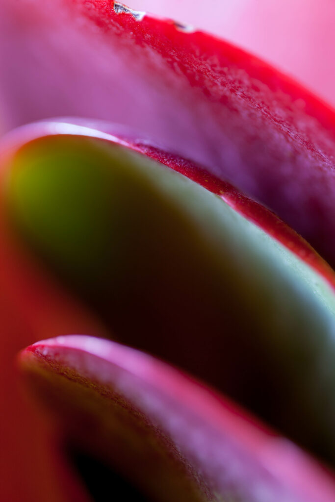 Vibrant Red & Green Succulent Macro Shot - Artistic Wallpaper Background