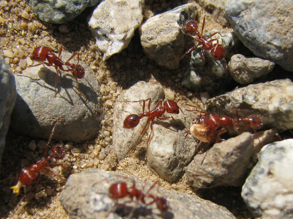 Macro wallpaper of vibrant red harvester ants navigating sandy rugged terrain in sunlight