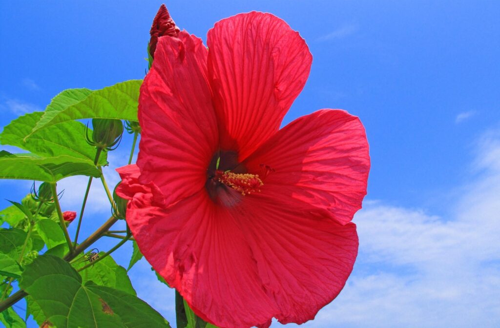 Vibrant Red Hibiscus Flower against Blue Sky - Nature Wallpaper