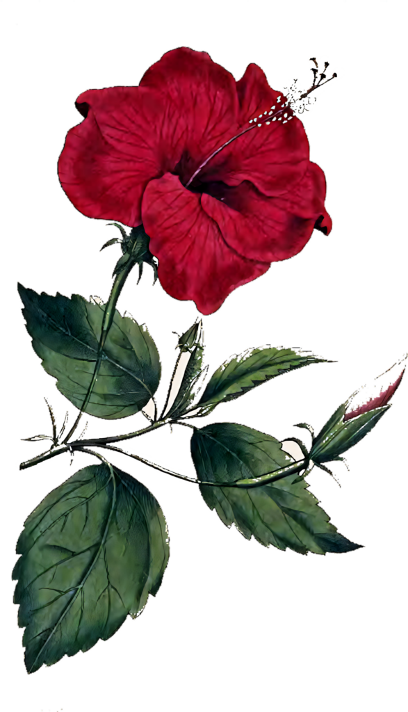 Vibrant Red Hibiscus Wallpaper with Lush Green Leaves - Elegant Design