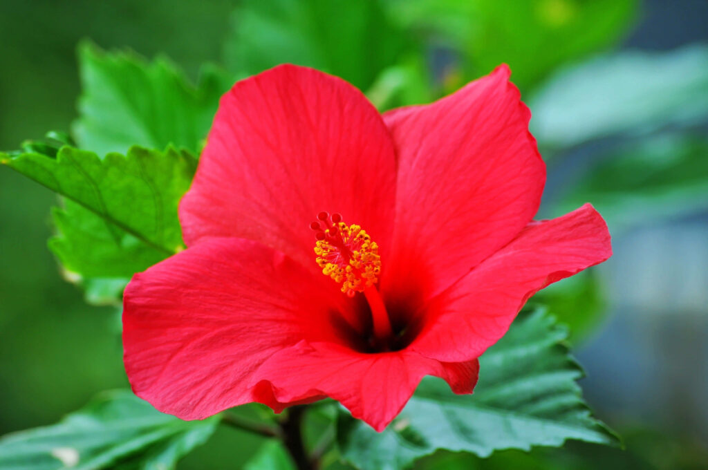 Vibrant Red Hibiscus Flower on Lush Green Background - Nature Beauty Wallpaper