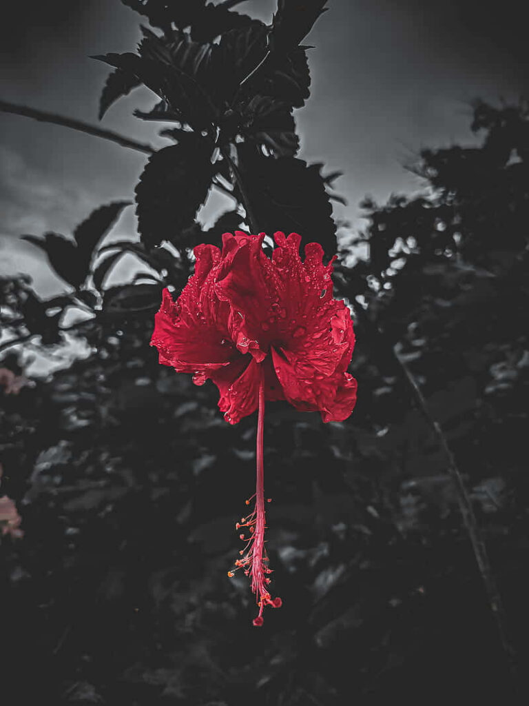 Vibrant Red Hibiscus on Dramatic Dark Background - Stunning Wallpaper