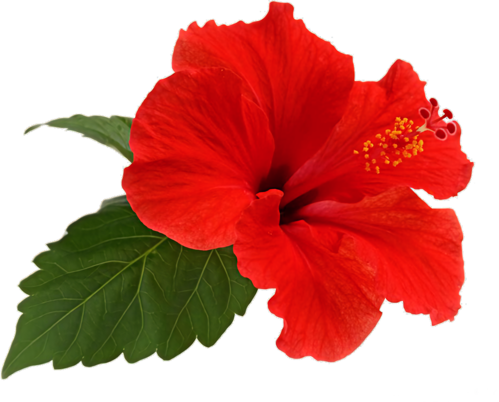Vibrant Red Hibiscus Flower Wallpaper with Transparent Background