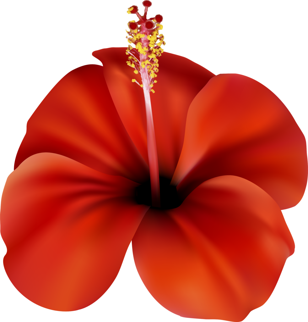 Tropical Red Hibiscus Wallpaper - Detailed Floral Design on Transparent Background
