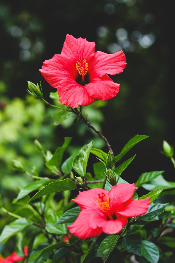 Vivid Hibiscus Wallpaper: Bright Red Flower & Lush Green Leaves