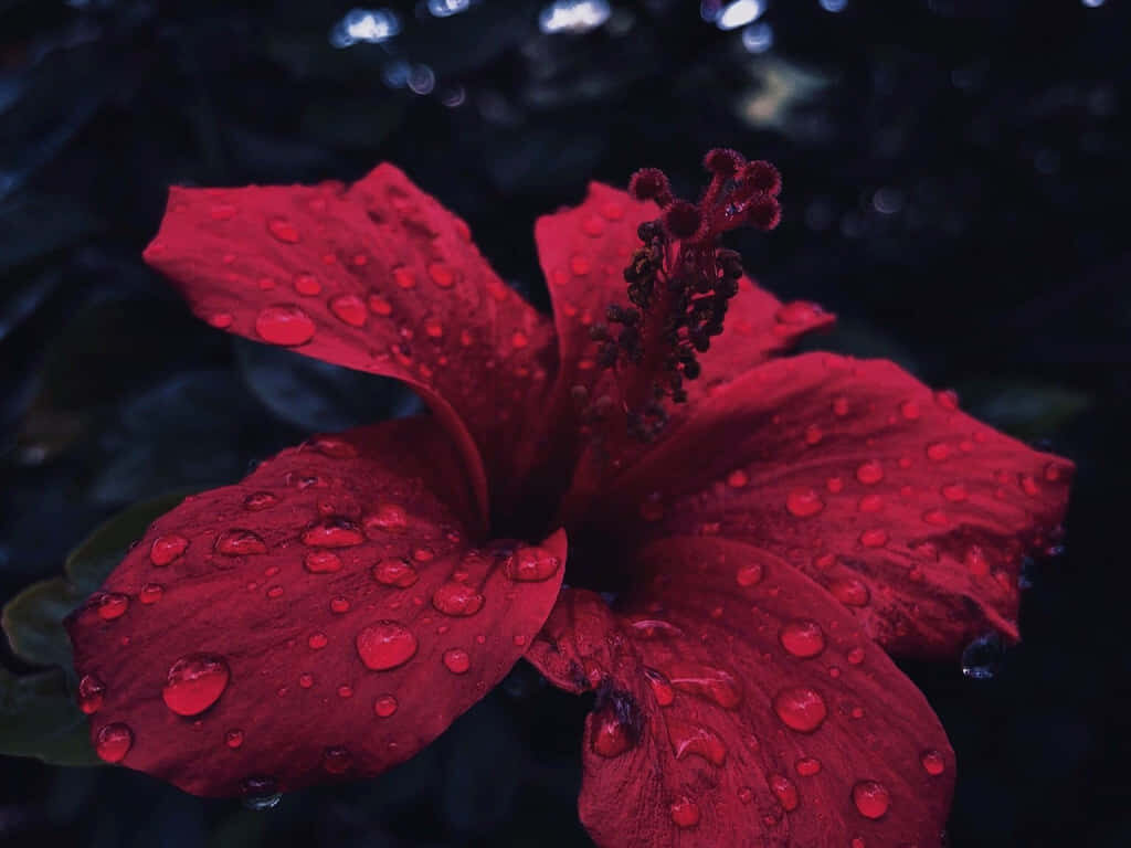 Vibrant Red Hibiscus with Raindrops on Dark Lush Background Wallpaper