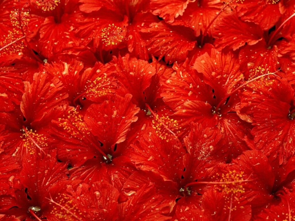 Vibrant Red Hibiscus Wallpaper with Fresh Water Droplets Background