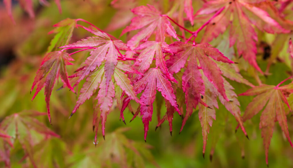 Vibrant Macro Red Japanese Maple Leaves Wallpaper - Autumn Texture