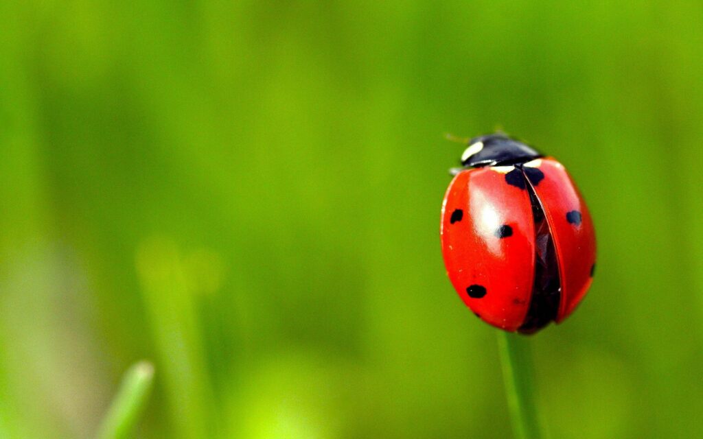 Vibrant Red Ladybug Close-Up on Grass - Soft Green Wallpaper