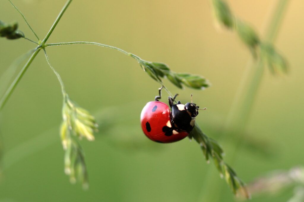 Vibrant Red Ladybug on Grass - Close-Up Wallpaper Background
