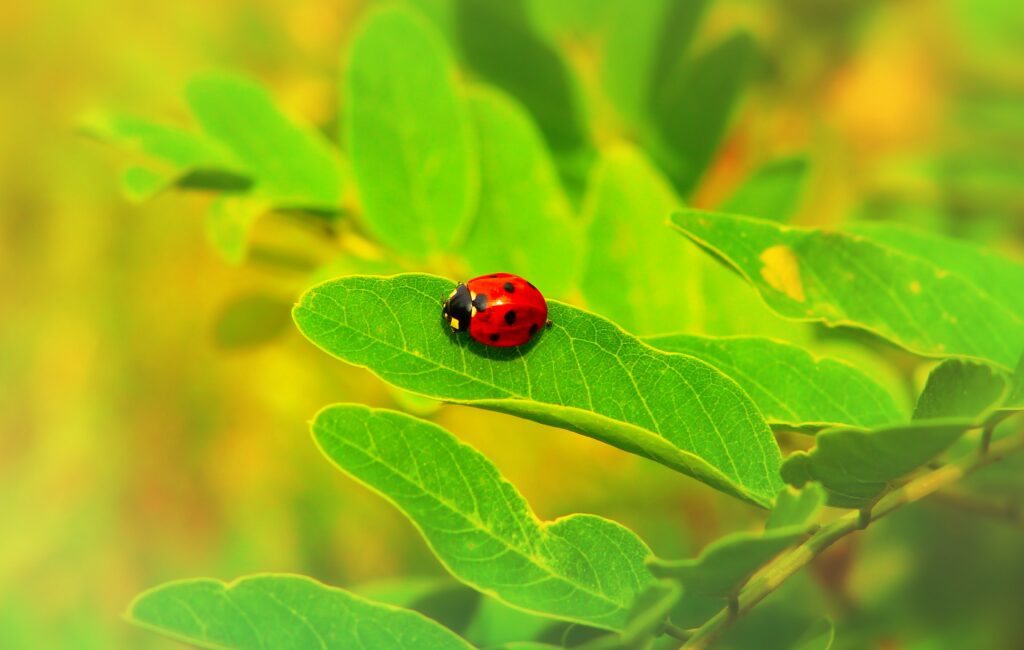 Vibrant Red Ladybug on Green Leaf - Nature Wallpaper Background
