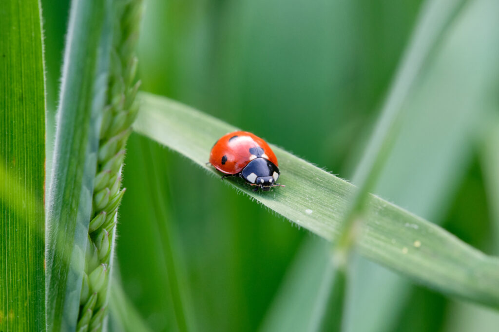 Vibrant Red Ladybug Macro on Green Leaf - Nature Wallpaper