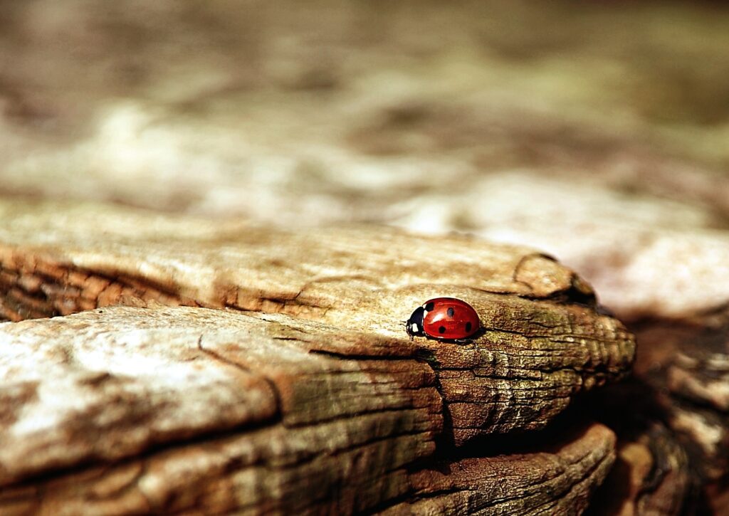 Vibrant Red Ladybug Close-Up on Textured Wood Wallpaper Background