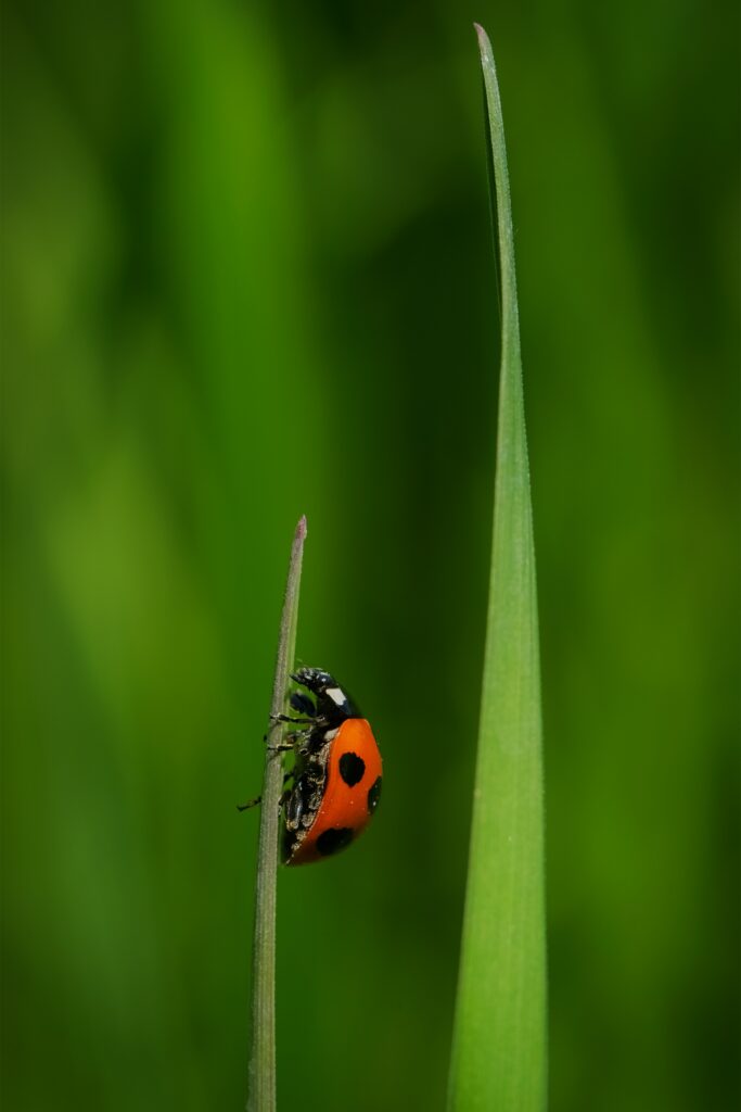 Vibrant Red Ladybug on Green Grass - Stunning Wallpaper Background