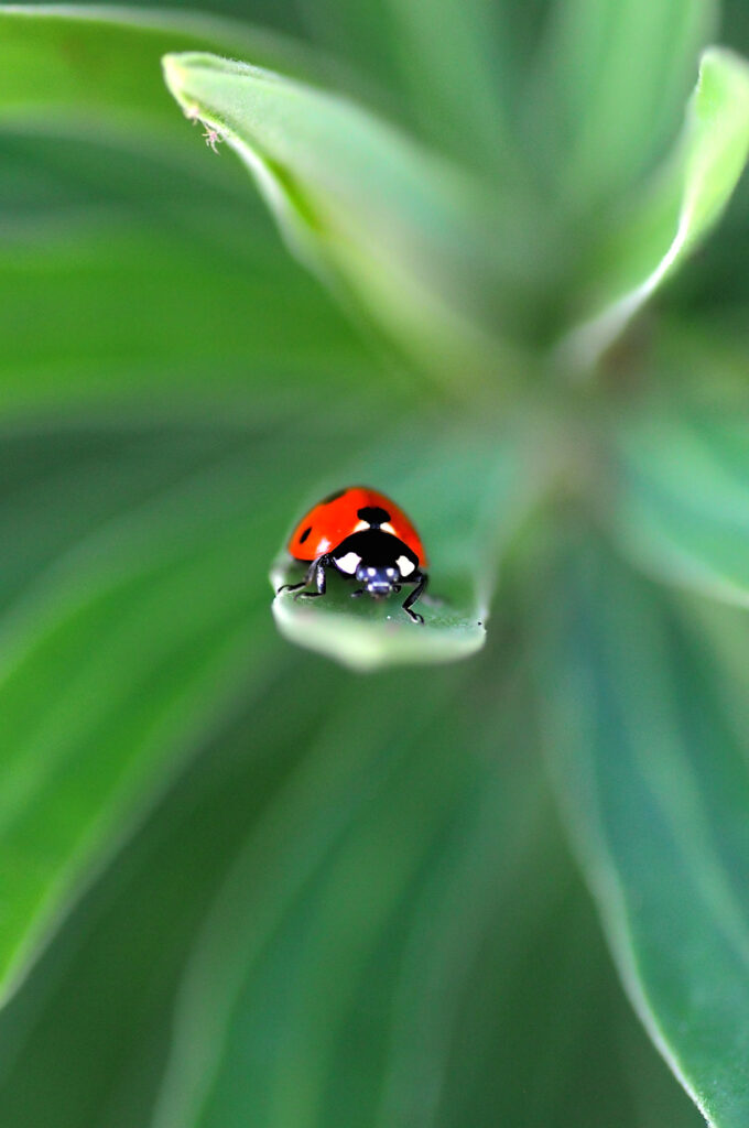 Vibrant Red Ladybug on Green Leaf - Stunning Macro Wallpaper