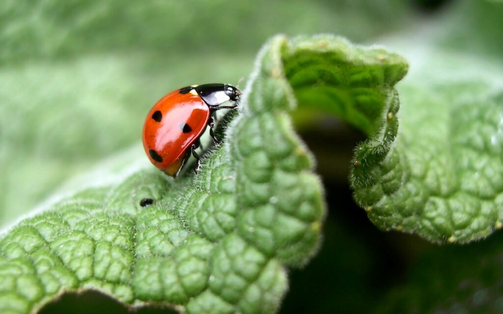 Vibrant Red Ladybug on Green Leaf - Nature Wallpaper Background