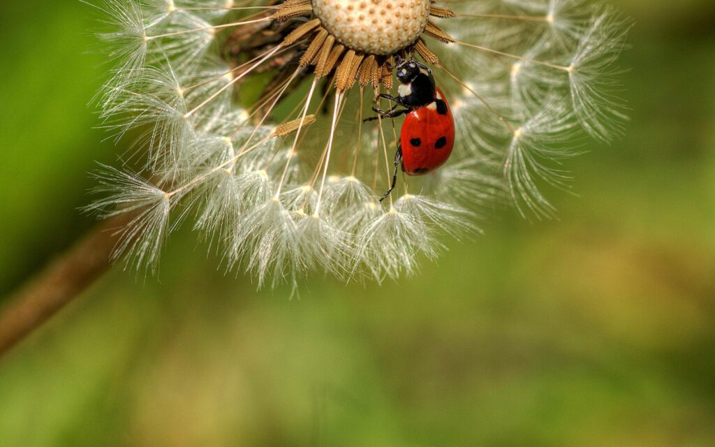 Vibrant Red Ladybug on Dandelion - Soft Green Wallpaper Background