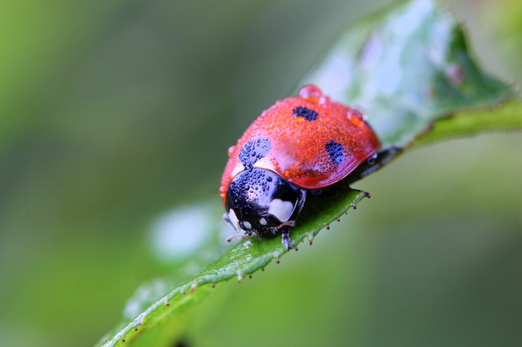 Vibrant Red Ladybug on Dewy Green Leaf - Nature Wallpaper