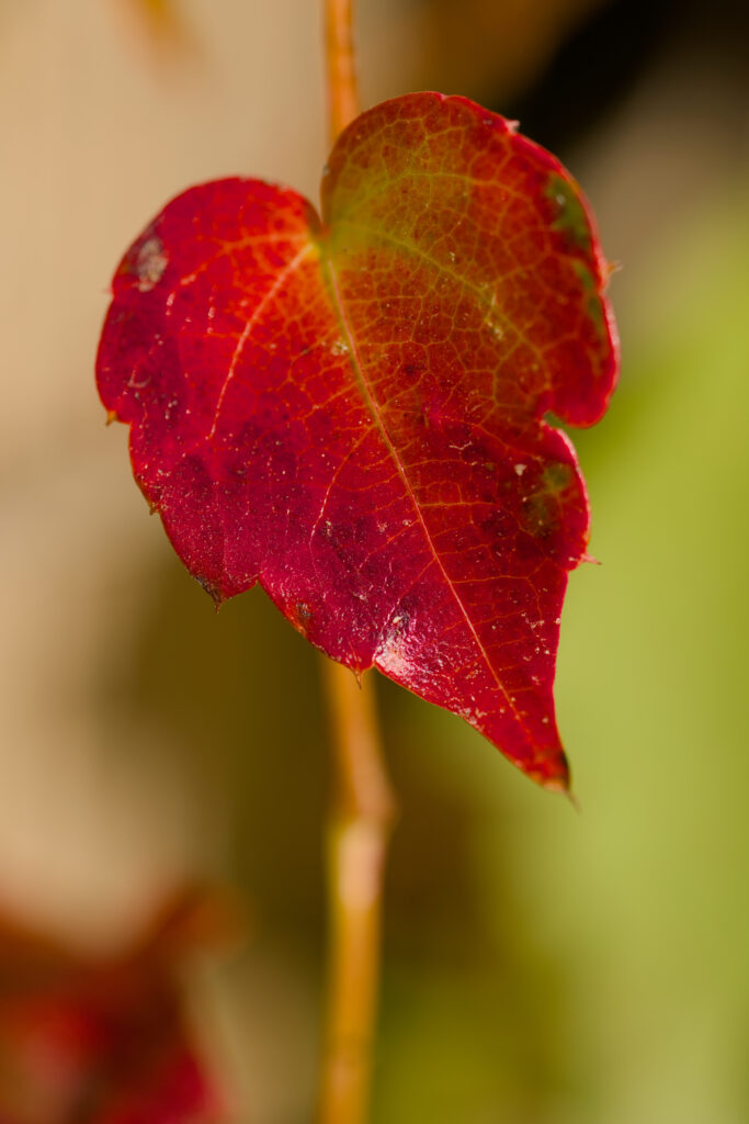 Intricate Red Leaf Close-Up: Detailed Wallpaper Background