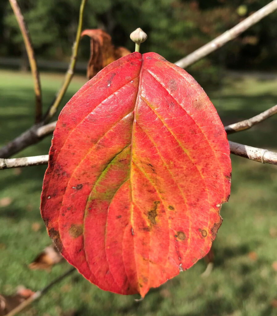 Striking Red Leaf Close-Up: Serene Nature Wallpaper Background