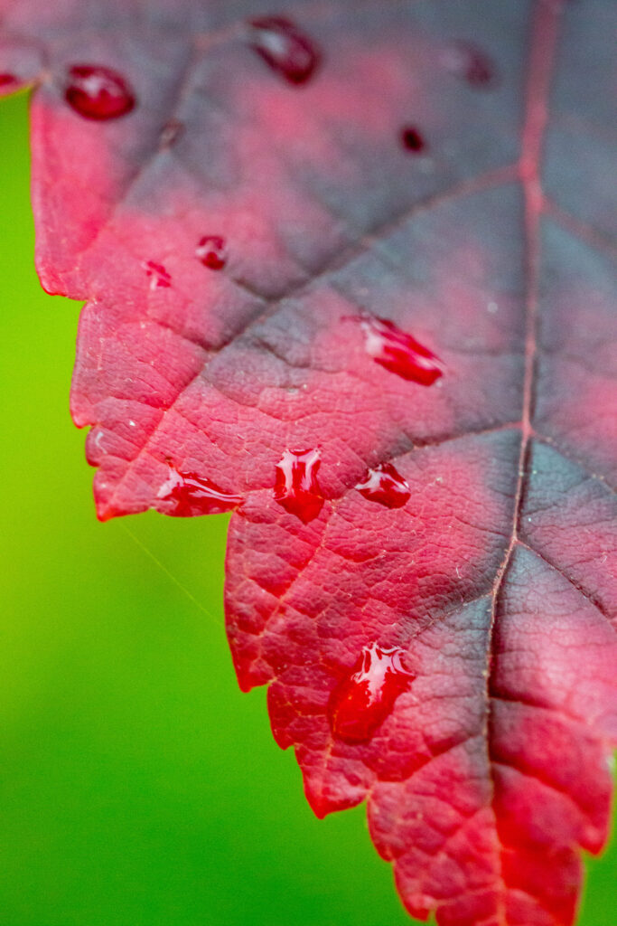 Vibrant Red Leaf Close-Up with Water Droplets - Wallpaper Background