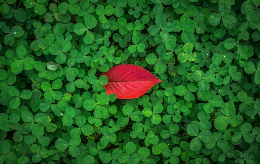 Vibrant Red Leaf on Green Clover: Nature-Inspired Wallpaper