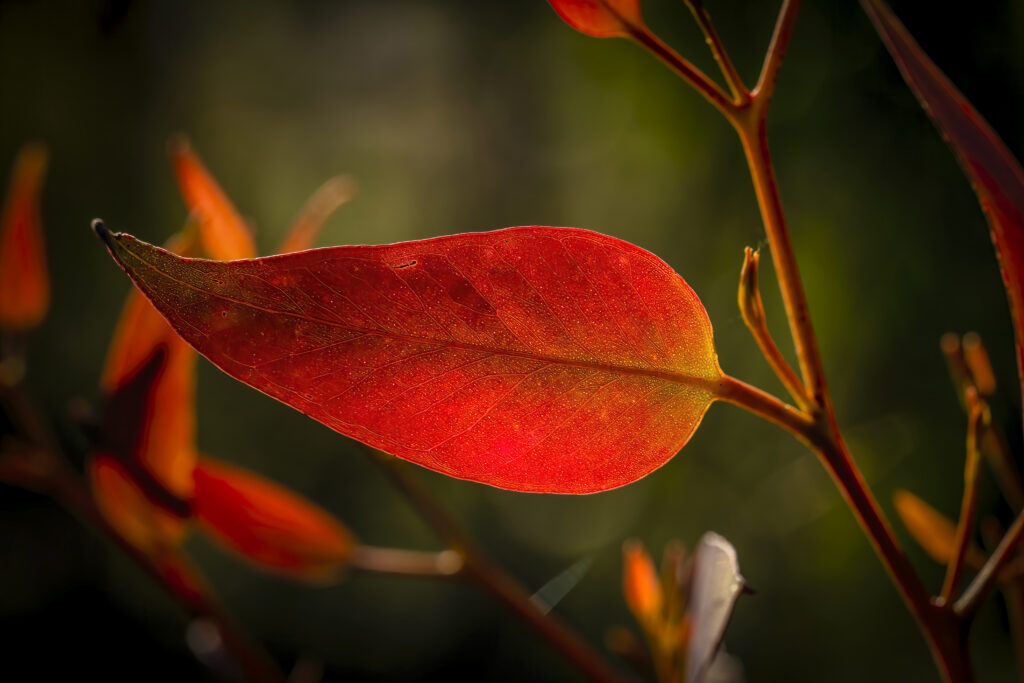 Vibrant Red Leaf Macro: Intricate Veins on a Blurred Background Wallpaper
