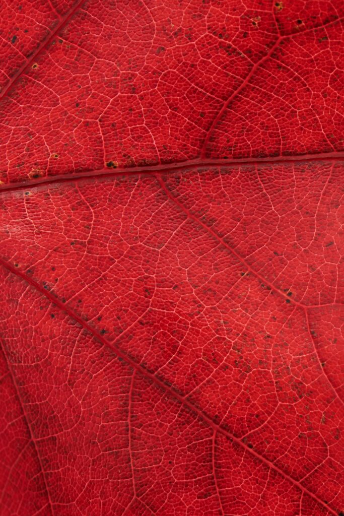 Vibrant Red Leaf Macro: Detailed Veins for Wallpaper Background
