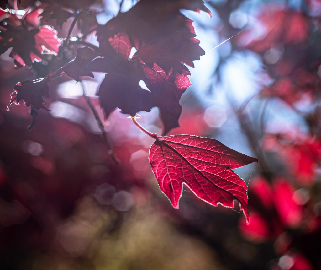 Vibrant Red Leaf Macro Wallpaper: Illuminated Details & Natural Glow