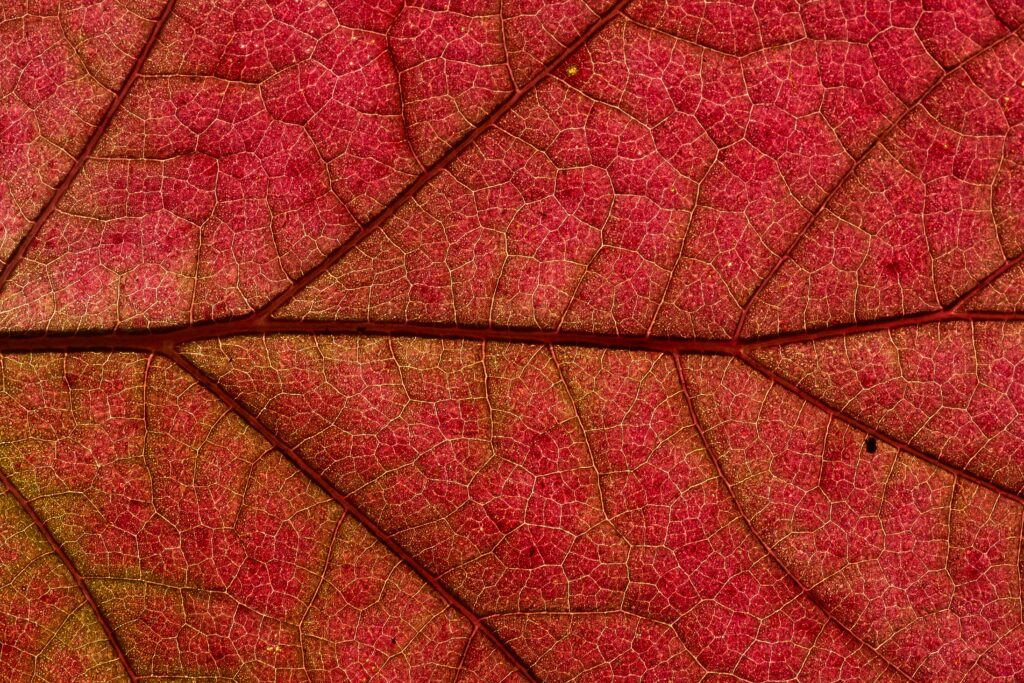 Vibrant Red Leaf Wallpaper: Macro View of Intricate Vein Patterns