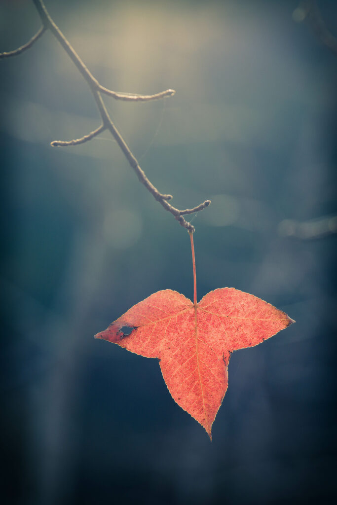 Vibrant Red Leaf Macro Wallpaper - Serene Nature Background
