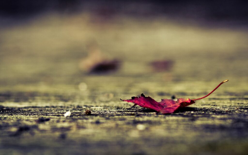 Vibrant Red Leaf on Weathered Surface: Autumn Wallpaper Background