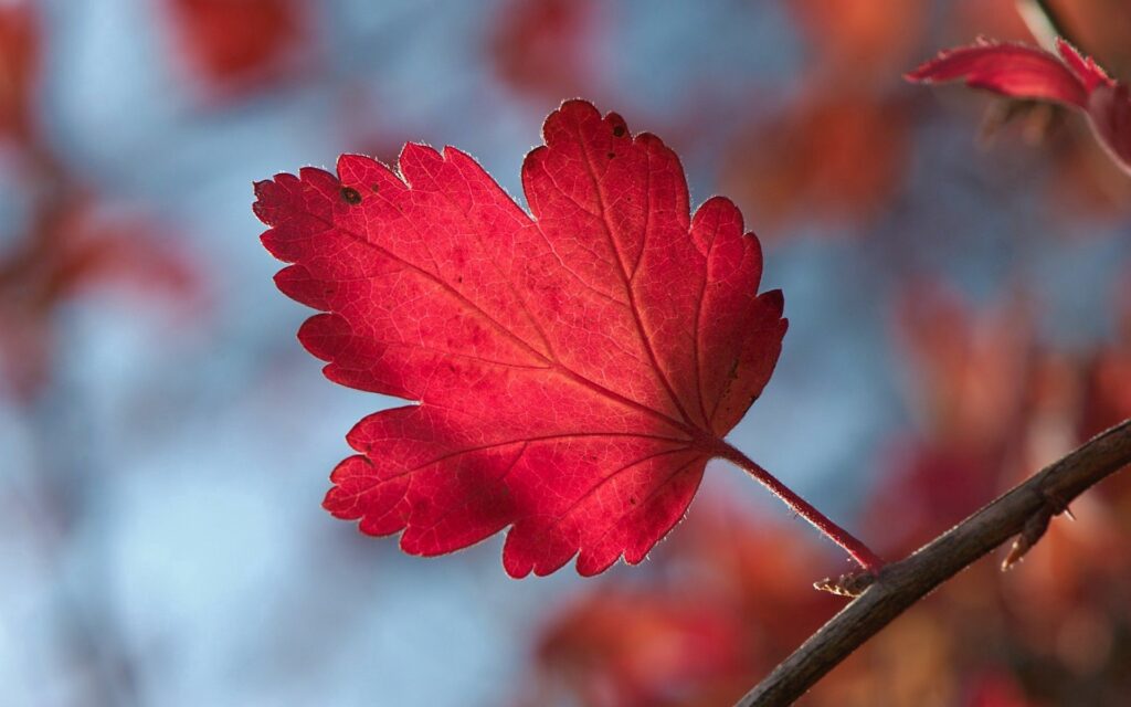 Vibrant Red Leaf on Branch: Captivating Wallpaper Background