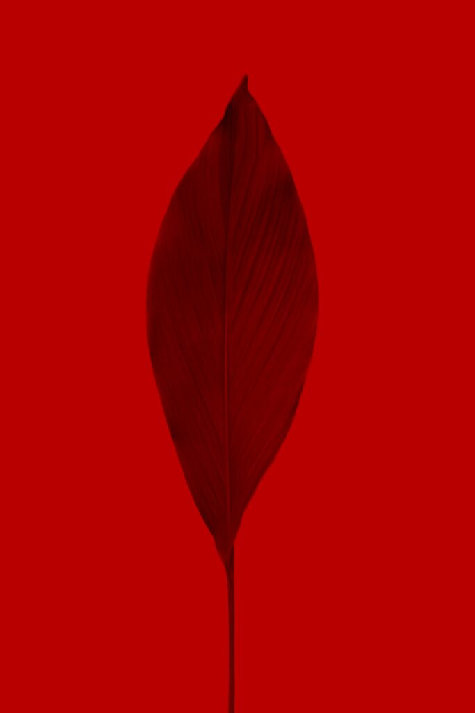 Vibrant Red Leaf Wallpaper: Intricate Macro Texture Background