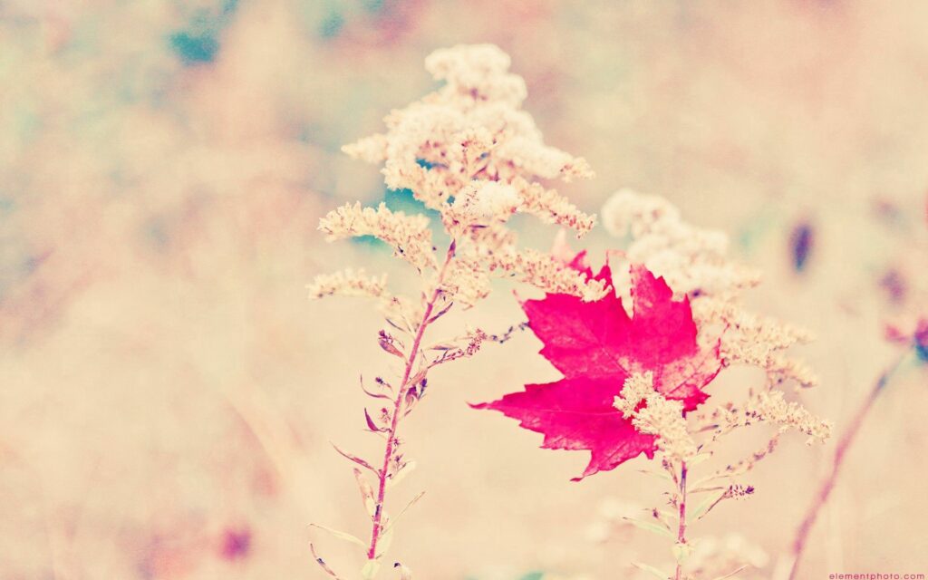 Vibrant Red Leaf Wallpaper: Soft Plants & Warm Light Background