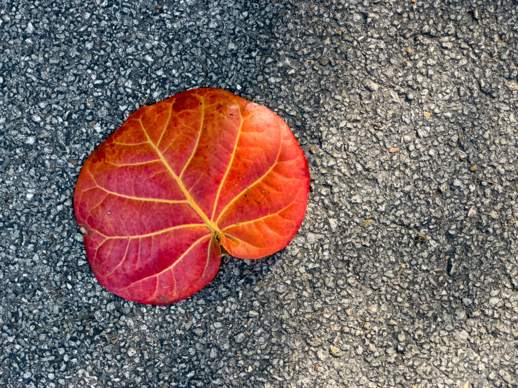 Vibrant Red Leaf on Textured Asphalt - Striking Wallpaper Background