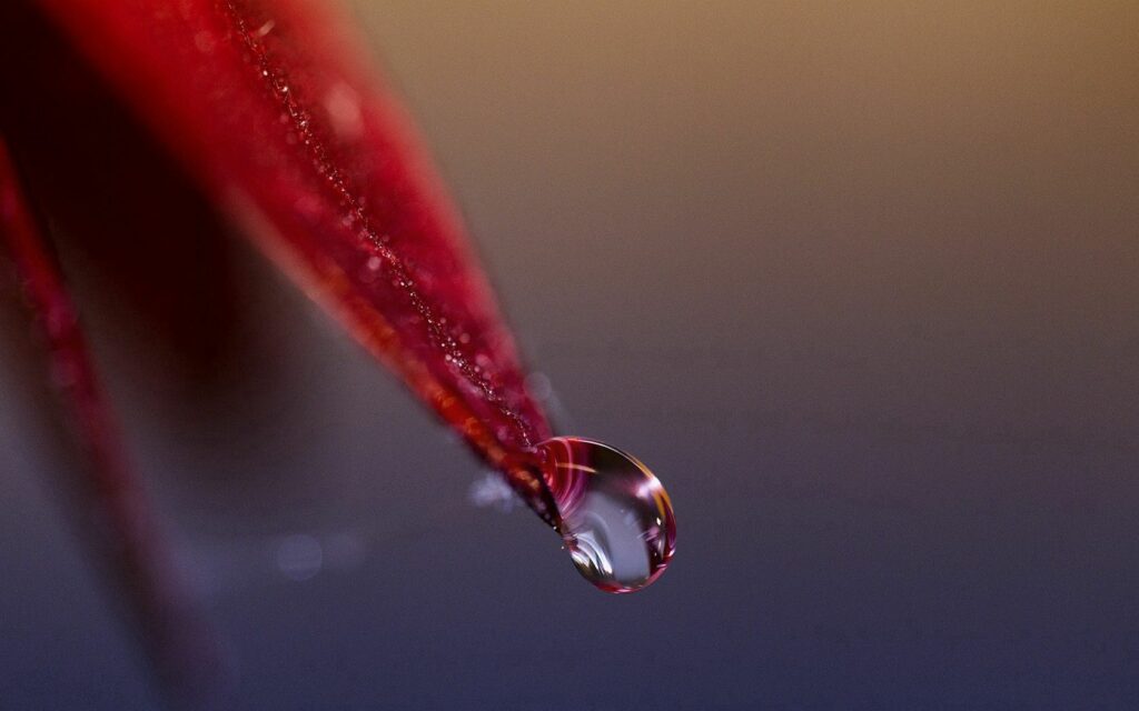 Vibrant Red Leaf with Dew Drop - Soft Blurred Wallpaper Background