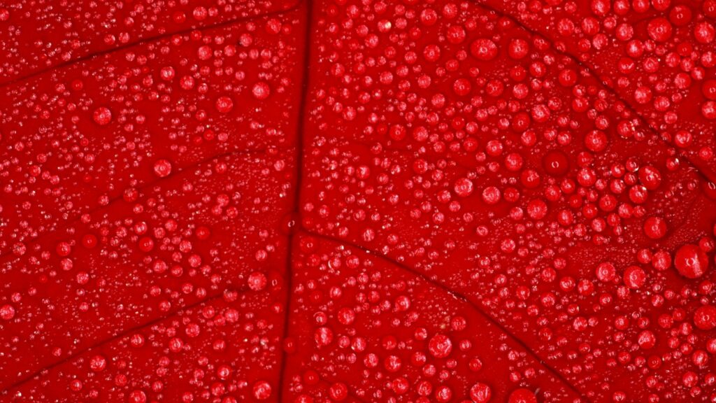 Vibrant Red Leaf with Dew Drops - Fresh Wallpaper Background