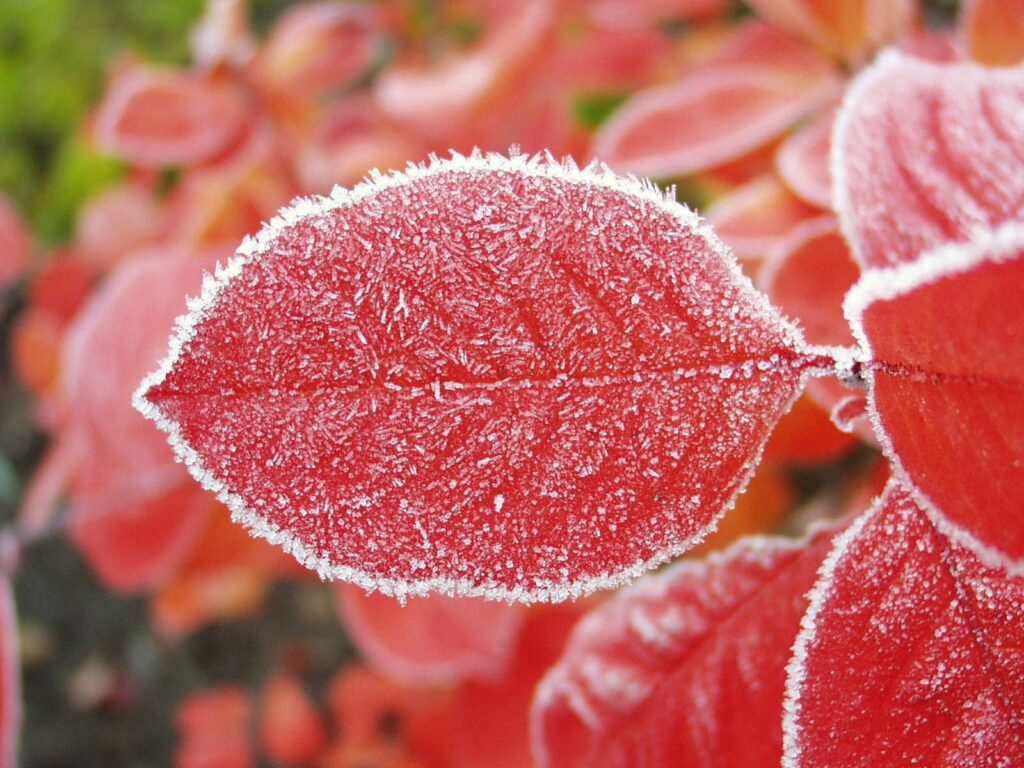 Vibrant red leaf with delicate hoarfrost edged veins against blurred red leaf background wallpaper
